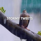 Stormy Tweets