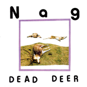 Dead Deer