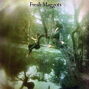 Fresh Maggots...Hatched