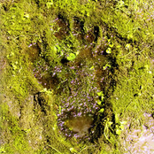 ザ・クロマニヨンズ