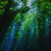 immersion