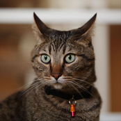 Cory Williams: The Mean Kitty Song (Hey Little Sparta)