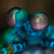 Amasia: Anamibia Sessions 2