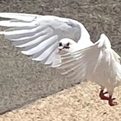 מין כסף רצח