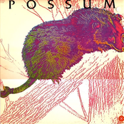 possum