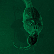 Fierce Young Cannibals