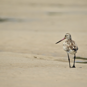 Kim Cummings's Album