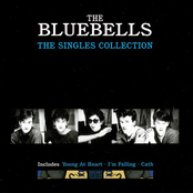 Bluebells - Young at heart