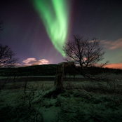 Nocturnal Dreamscape