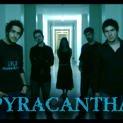 pyracantha