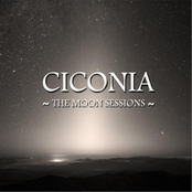 ciconia