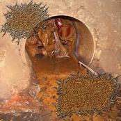 Clogged Orifice / Intestinal Mastication