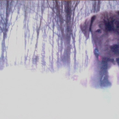 Canis Minor
