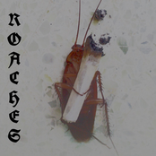 ROACHES