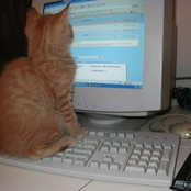 cat online