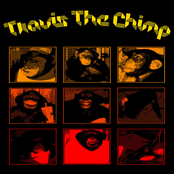 Travis The Chimp
