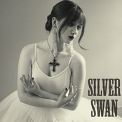 Silver Swan