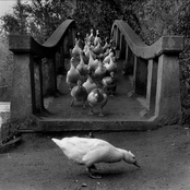 Respuestas Negativas - EP