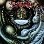 Sordid Degradation by Fleshgrind