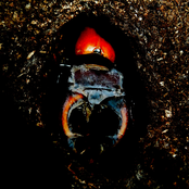 The Plight of Lucanus Cervus