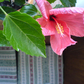 gesammelte raritäten