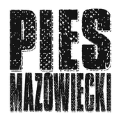 Pies Mazowiecki