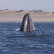 Ballena gris