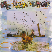 Øll hava veingir