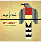 Cuco Picogordo De La Española