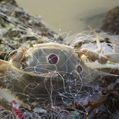 Crosscontaminated studies of shape-form identity/ texture entity relational behaviours; Developments on syntropy extended praxis further plasma-based biomes.