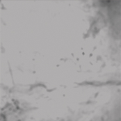 Where Angels Fear To Tread