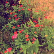 Ambience/Melodic Proyects