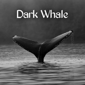 Dark Whale