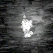 ti'n gweld yn glir¿