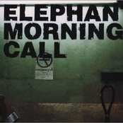 Elephant Morning Call