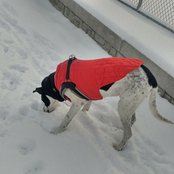 Walking Sketches (Autumn into Winter)