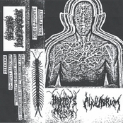 Harlot's Nest/Ahulabrum