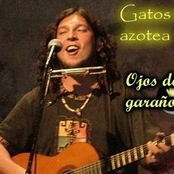 los gatos de azotea