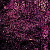 Diseased II