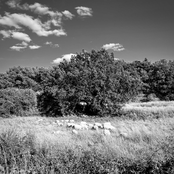 Bach: The Chorales Revisited