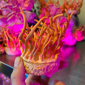 Funky Oyster Mushroom