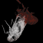 Arise The Husk, Fall To Earth (2023)