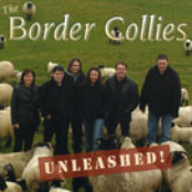 the border collies