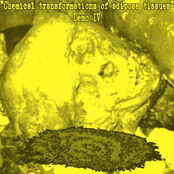 "Chemical transformations of adipose tissues" DEMO #4