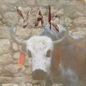 yak snot