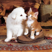 Cats And Dogs Singing Christmas Classics