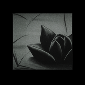 Black Lotus