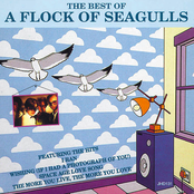 the best of a flock of seagulls