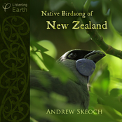 Native Birdsong of New Zealand