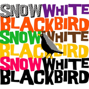Snow White Blackbird